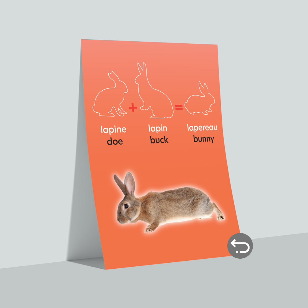 Une affiche d'un lapin avec les noms du mâle, de la femelle et du bébé et la traduction anglaise.